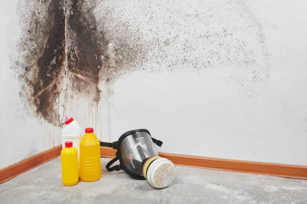 Best Black Mold Removal  in La Puente, CA