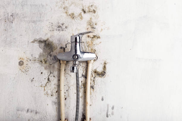 Best Best Mold Removal Companies  in La Puente, CA