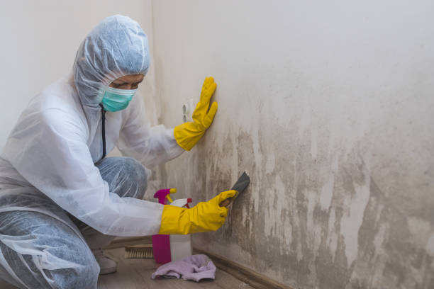 Best Black Mold Removal  in La Puente, CA