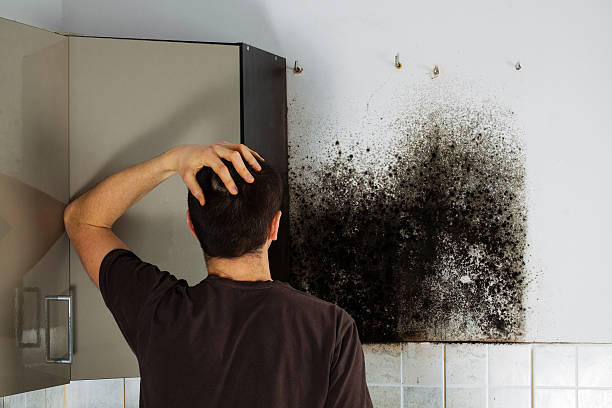 Best Commercial Mold Removal  in La Puente, CA