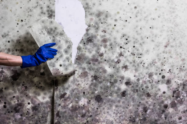 Best Toxic Mold Removal  in La Puente, CA