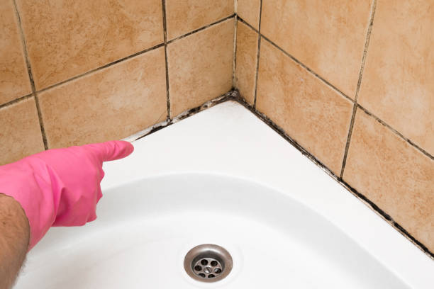 Best Mold Damage Repair  in La Puente, CA